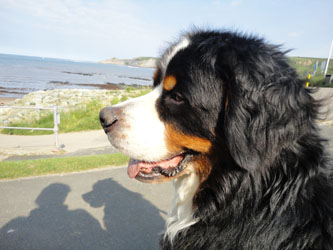 Bailey at Two & Half Years Old