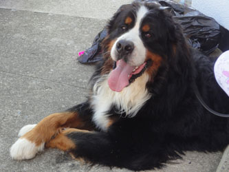 Bailey at Two & Half Years Old