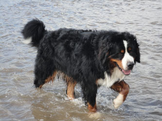 Bailey at Two & A Quarter Years Old