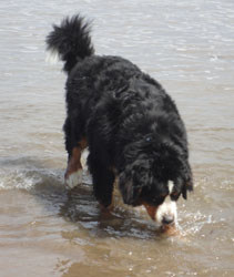 Bailey at Two & A Quarter Years Old
