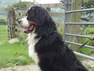 Bailey at 24 Months