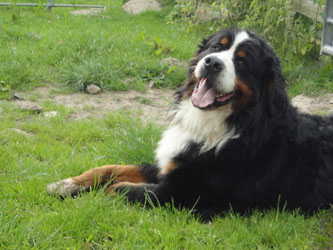 Bailey at 24 Months