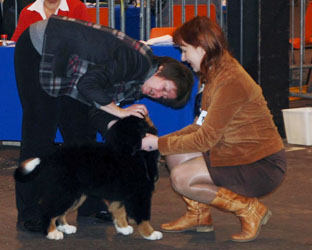 Henry being shown by Svetlana Avseenko at his very first show in Beligum