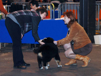 Henry being shown by Svetlana Avseenko at his very first show in Beligum