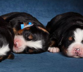 Henry at Five Days Old