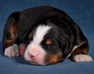 Henry at Five Days Old