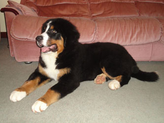 Henry at 4&frac12; Months Old