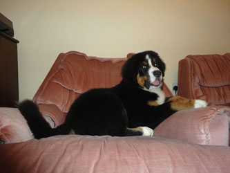 Henry at 4&frac12; Months Old