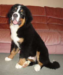 Henry at 4&frac12; Months Old