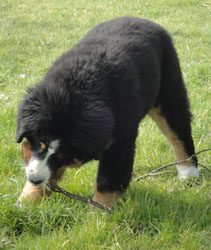 Henry at Four Months Old