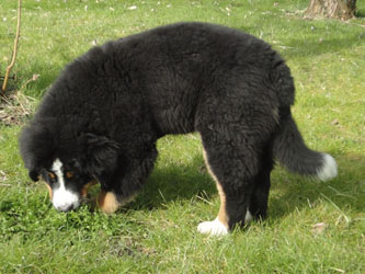 Henry at Four Months Old
