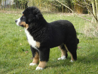 Henry at Four Months Old