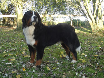 Henry at One Year Old
