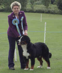 Henry at Seven & A Half Months - the Day that he won Best Puppy in Breed, Working Puppy Group and Reserve Best Puppy In Show