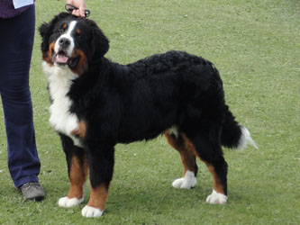 Henry at Seven & A Half Months - the Day that he won Best Puppy in Breed, Working Puppy Group and Reserve Best Puppy In Show
