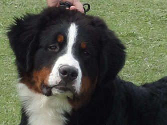 Henry at Seven & A Half Months - the Day that he won Best Puppy in Breed, Working Puppy Group and Reserve Best Puppy In Show