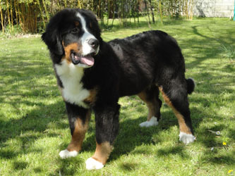 Henry at Six Months
