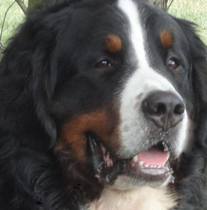 Henry - Millenium Star Email of Happiness at Pasturegreen