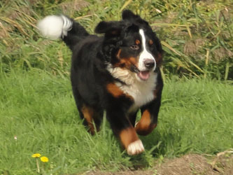 Henry at Ten & A Three Quarter Months