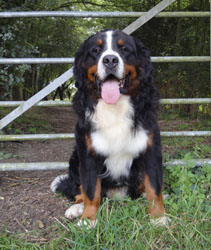 Henry at 21 Months Old