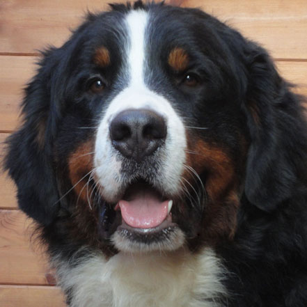 Henry - Millenium Star Email Of Happiness At Pasturegreen