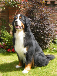 Merlin at 2 3/4 Years