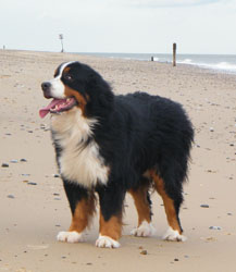 Merlin at Three Years Old