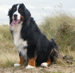 Merlin at Three Years Old