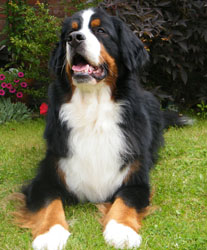 Merlin at 2 3/4 Years