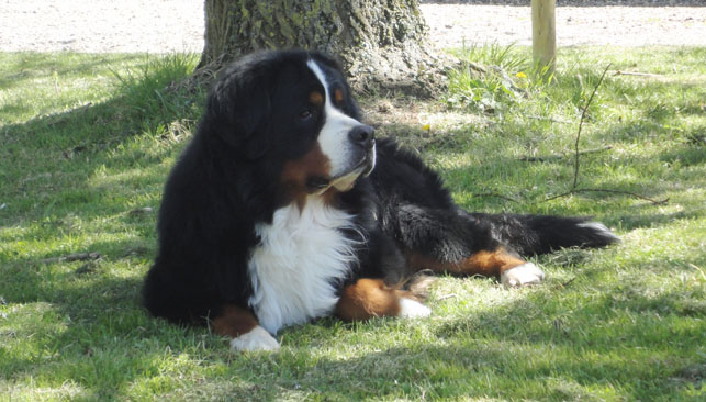 Merlin