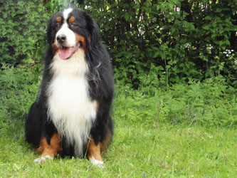 Merlin at Five & a Half Years Old