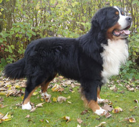 Merlin at Three Years Old