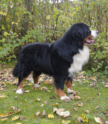 Merlin at Three Years Old