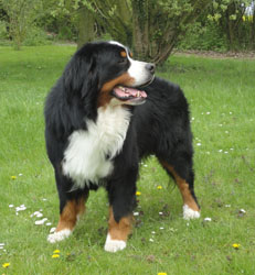 Merlin at Two & Half Years
