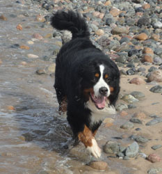 Merlin at 3 3/4 years old