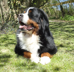 Merlin at 3&frac12; years old