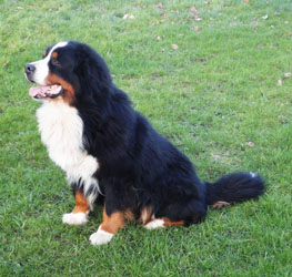 Merlin at 3 1/4 Years Old