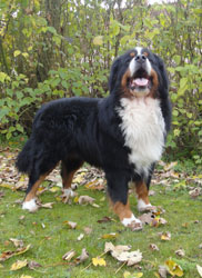 Merlin at Three Years Old