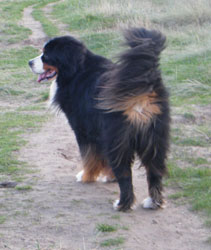 Merlin at Four Years Old