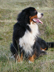 Merlin at Four Years Old