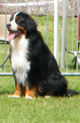 Merlin at 3 3/4 Years Old
