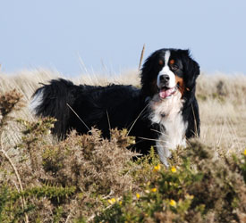 Merlin at Three & A Half Years Old