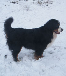 Merlin at Three & a Quarter Years Old