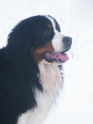 Merlin at Three & a Quarter Years Old