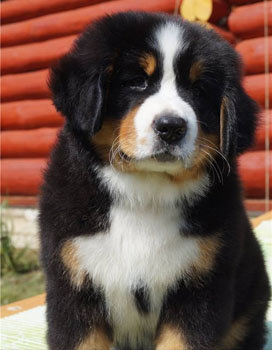 Millenium Star J'Adore Dior At Pasturegreen (Vera)