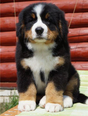 Vera 8 Weeks Old in Russia