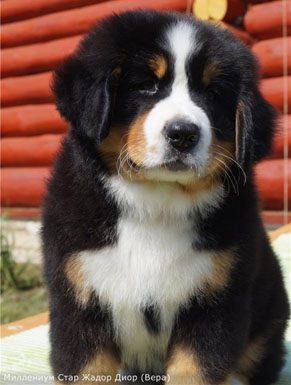 Vera 8 Weeks Old in Russia