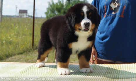 Vera 8 Weeks Old in Russia