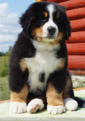 Vera 8 Weeks Old in Russia