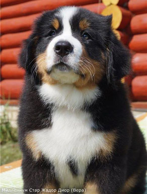Vera 8 Weeks Old in Russia